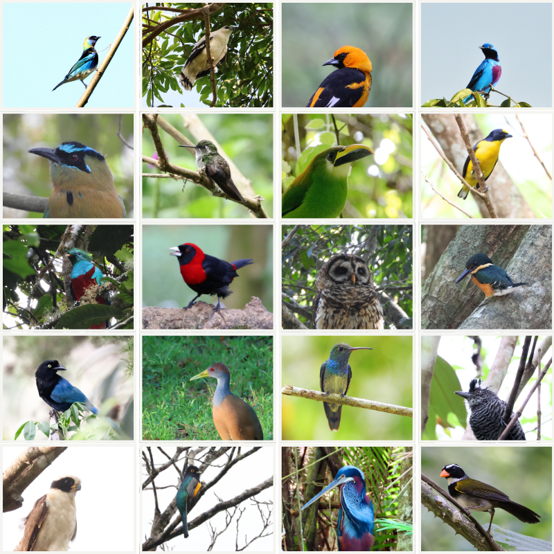 Diversity of bird species found in Honduras