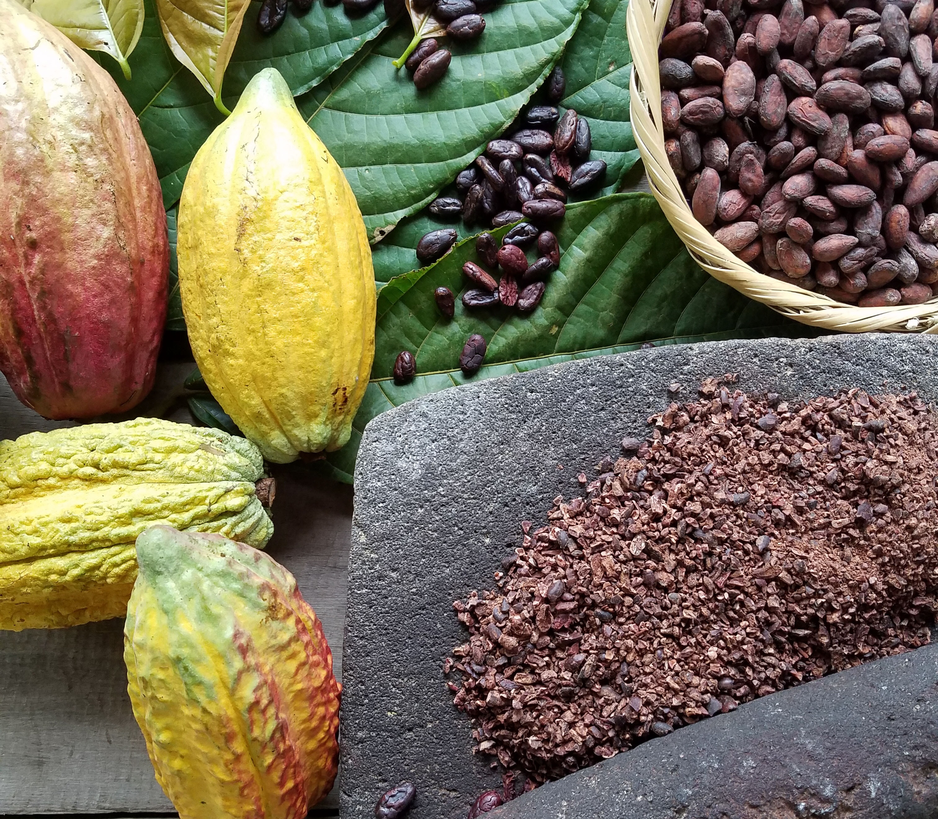 Cacao pods, beans and nibs on a stone grinder in Honduras