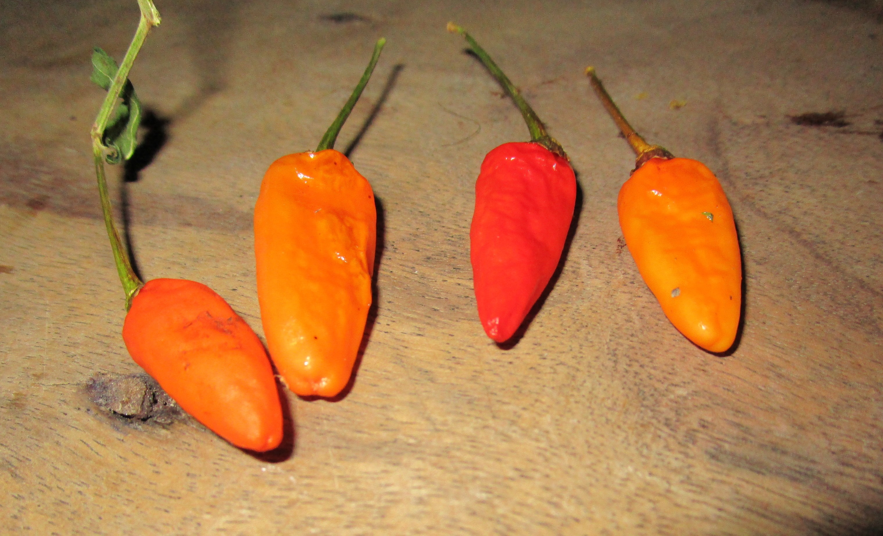 Chiltepe peppers, Honduras