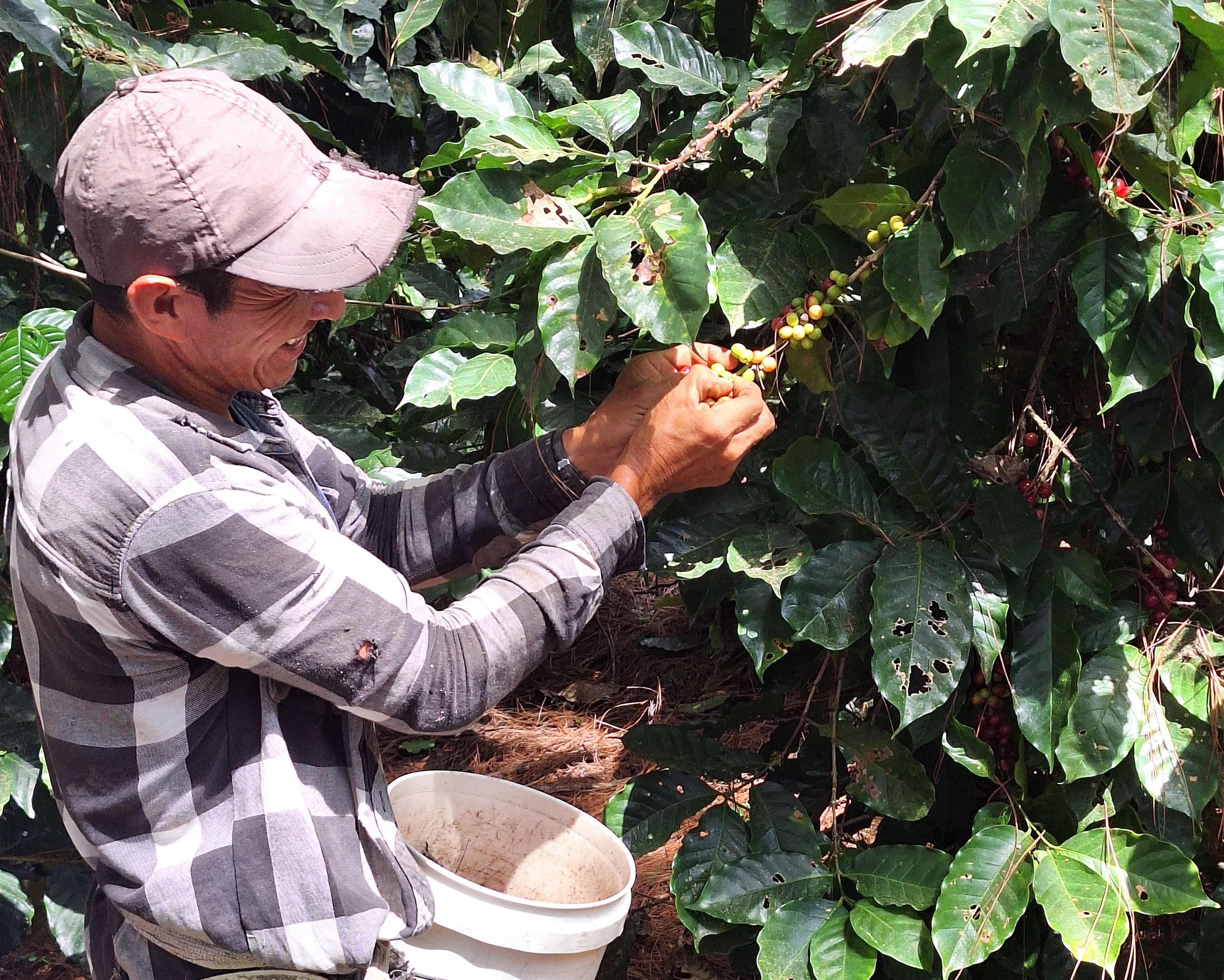 Coffee farmer hand-picking ripe coffee cherries in Honduras