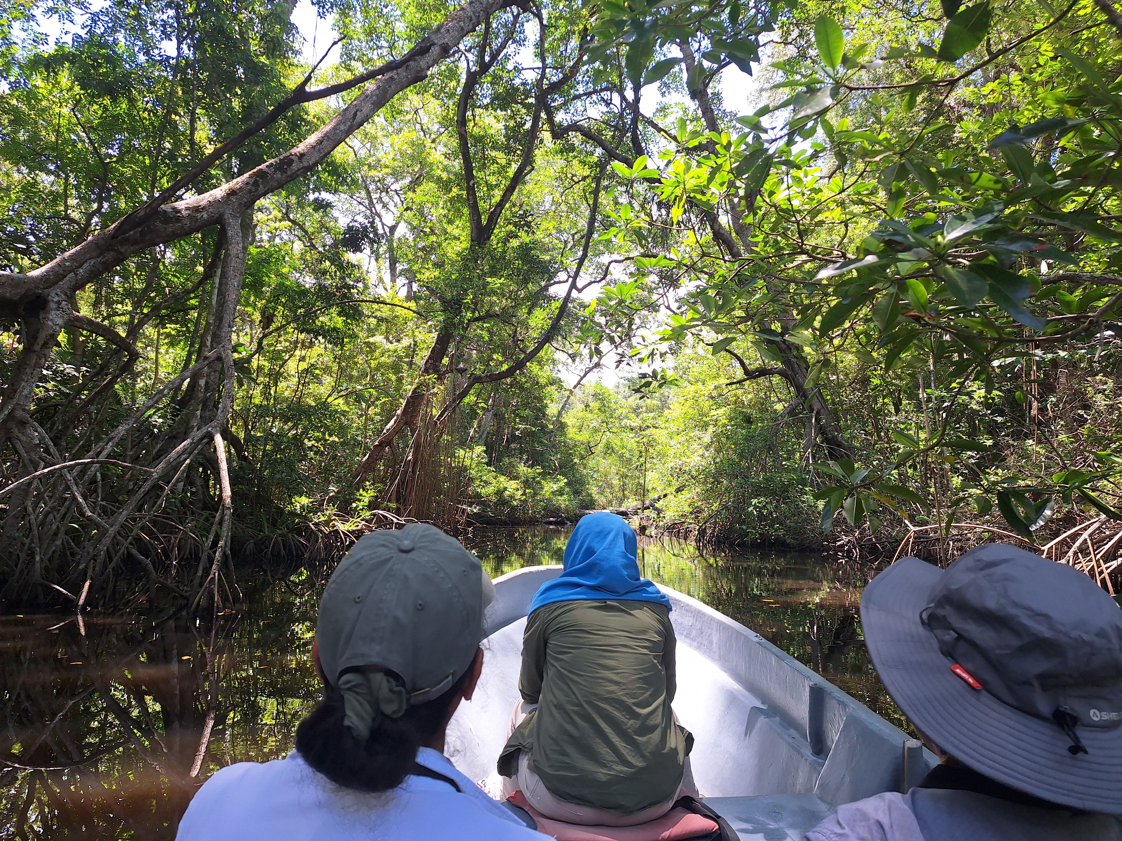 Boat tour through the mangrove waterways of Cuero y Salado Wildlife Refuge