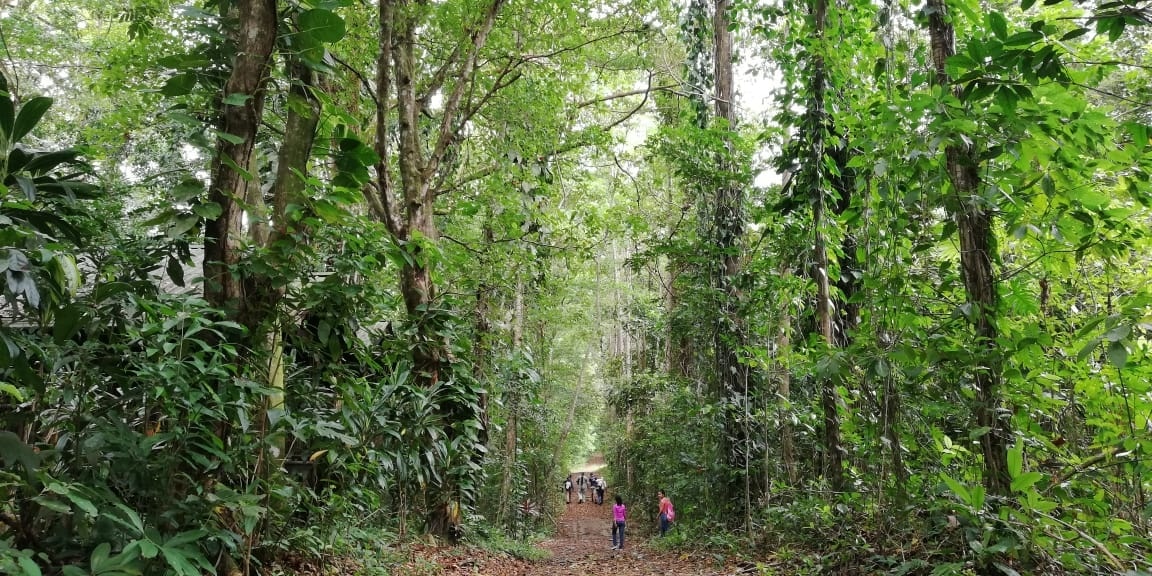 Hikers walking through the forest trail at Lancetilla Botanical Garden