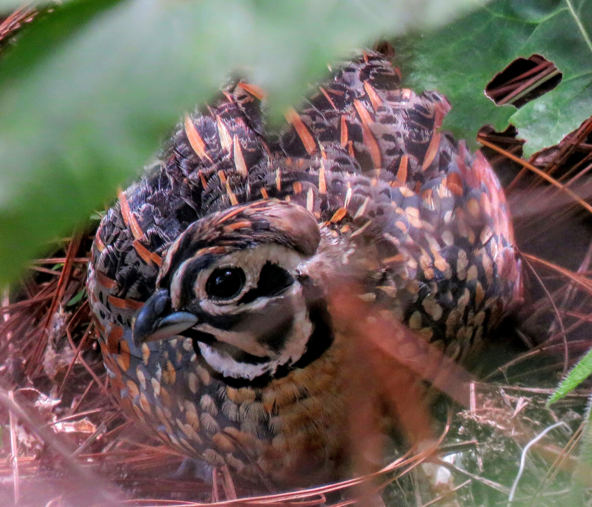 Ocellated Quail – foto Edwin Miranda